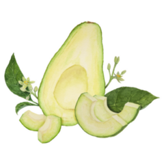 Beautiful Avocado Halves Watercolor Hand Drawn Sticker