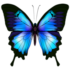 Beautiful Azure Blue Butterfly Sticker