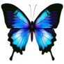 Beautiful Azure Blue Butterfly Sticker