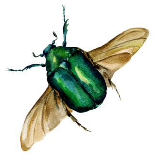Beautiful Beetle Golden Bronzovka Sticker