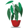 Beautiful Begonia Indoor Potted Plant Sticker