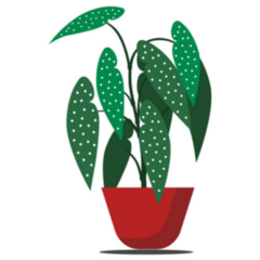 Beautiful Begonia Indoor Potted Plant Sticker