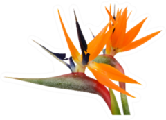 Beautiful Bird Of Paradise Flowers Up Close Sticker