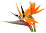 Beautiful Bird Of Paradise Flowers Up Close Sticker