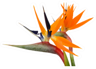 Beautiful Bird Of Paradise Flowers Up Close Sticker