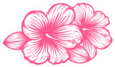Beautiful Blooming Flower Hibiscus Sticker