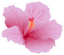 Beautiful Blooming Hibiscus Sticker