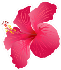 Beautiful Blooming Pink Hibiscus Sticker