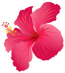 Beautiful Blooming Pink Hibiscus Sticker
