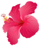 Beautiful Blooming Pink Hibiscus Sticker