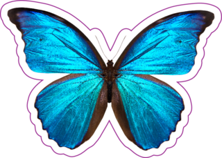 Beautiful Blue And Black Butterfly Sticker