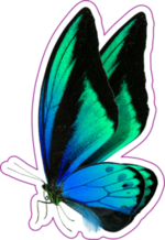 Beautiful Blue and Green Butterfly Sticker