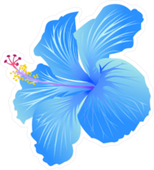 Beautiful Blue Blooming Hibiscus Sticker