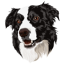 Beautiful Border Collie Sticker