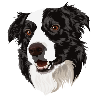 Beautiful Border Collie Sticker
