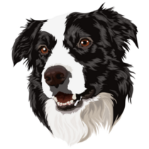 Beautiful Border Collie Sticker