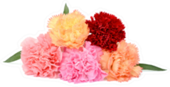 Beautiful Bouquet Of Carnation Flowers In All Colors Sticker