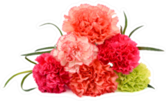 Beautiful Bouquet Of Colorful Carnation Flowers Sticker