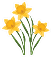 Beautiful Bouquet Of Three Daffodils Sticker