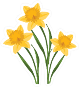 Beautiful Bouquet Of Three Daffodils Sticker