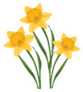 Beautiful Bouquet Of Three Daffodils Sticker