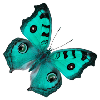 Beautiful Bright Green Butterfly With Spot Eyes Sticker