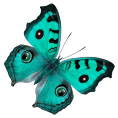 Beautiful Bright Green Butterfly With Spot Eyes Sticker