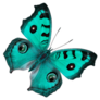 Beautiful Bright Green Butterfly With Spot Eyes Sticker