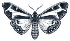 Beautiful Butterfly Ink Sketch Tattoo Sticker