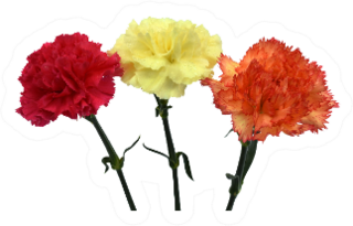 Beautiful Carnation Flowers Red Orange And Yellow Sticker