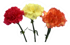 Beautiful Carnation Flowers Red Orange And Yellow Sticker