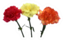 Beautiful Carnation Flowers Red Orange And Yellow Sticker