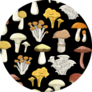 Beautiful Cartoon Mushrooms Sticker