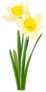 Beautiful Daffodils Isolated On White Sticker