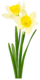 Beautiful Daffodils Isolated On White Sticker