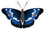 Beautiful Deep Blue Butterfly Sticker