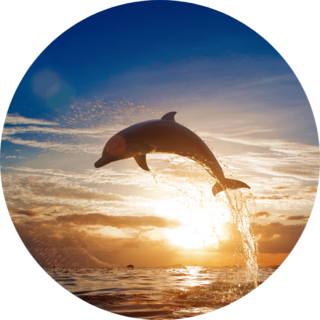 Beautiful Dolphin Leaping Sunset Sticker