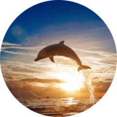 Beautiful Dolphin Leaping Sunset Sticker