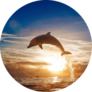 Beautiful Dolphin Leaping Sunset Sticker