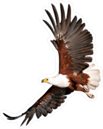 Beautiful Eagle Flying Sticker