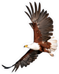 Beautiful Eagle Flying Sticker