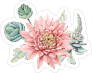 Beautiful Echeveria Succulent Sticker