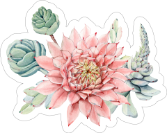 Beautiful Echeveria Succulent Sticker