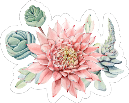 Beautiful Echeveria Succulent Sticker