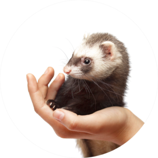 Beautiful Ferret On Hand Sticker