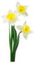 Beautiful Fresh Daffodils Flowers Sticker