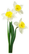 Beautiful Fresh Daffodils Flowers Sticker