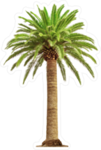 Beautiful Full Palm Tree Sticker