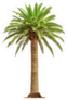 Beautiful Full Palm Tree Sticker