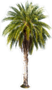 Beautiful Green Palm Sticker